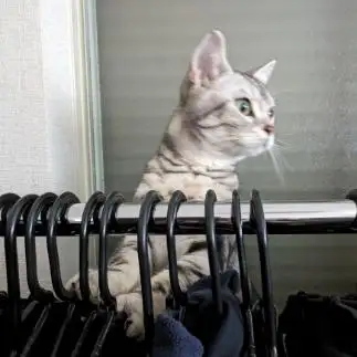 アパレル店員すぎるネコ　　オカンちゃんさん