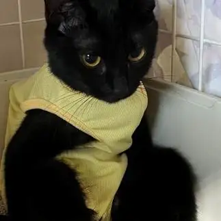 子猫だけどなんかおじさんすぎるネコ　　もんさん