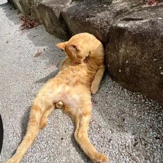サスペンスすぎるネコ　　おすずさん