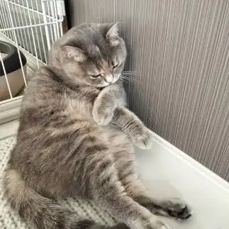 どうしても隠したいものがありすぎるネコ　　今志帆さん