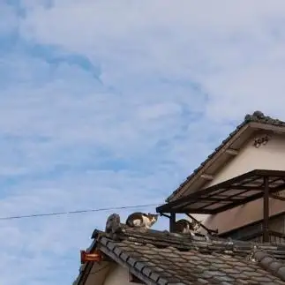 屋根の上の守り神すぎる猫ネコ　　ｋｎｋ２４ｓさん