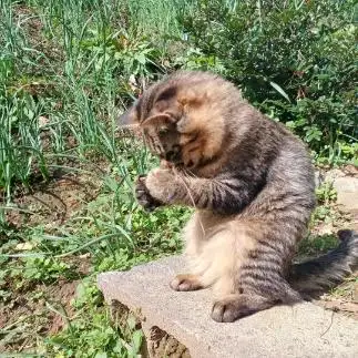 世界平和を祈りすぎるネコ　　ながりんさん