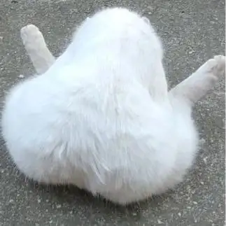 塩むすびすぎるネコ　　白山さん