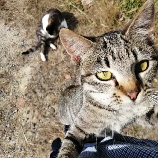 人間クライミングが好きすぎるネコ　　やまねこずさん