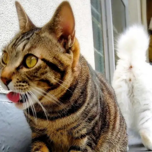 うっ、臭い…背後からの放屁に悶絶しすぎるネコ　　油猫丸さん