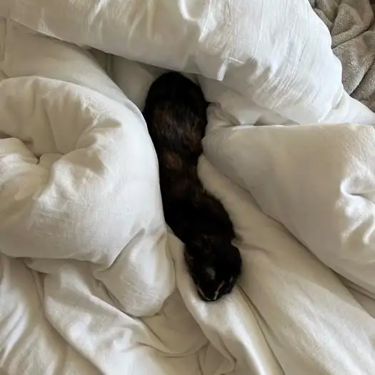 猫かどうか分からなさすぎるネコ　　ゆいさん