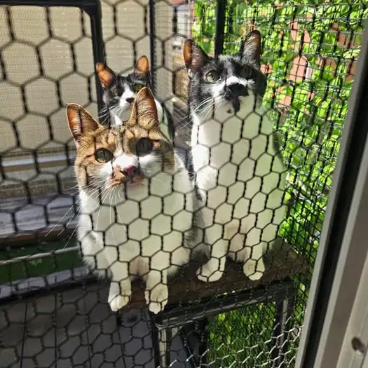 全員揃った時に限ってこんなシチュエーショすぎるネコ　　台風にゃんこさん