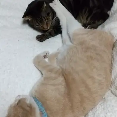 態度がデカすぎるネコ　　ケボさん