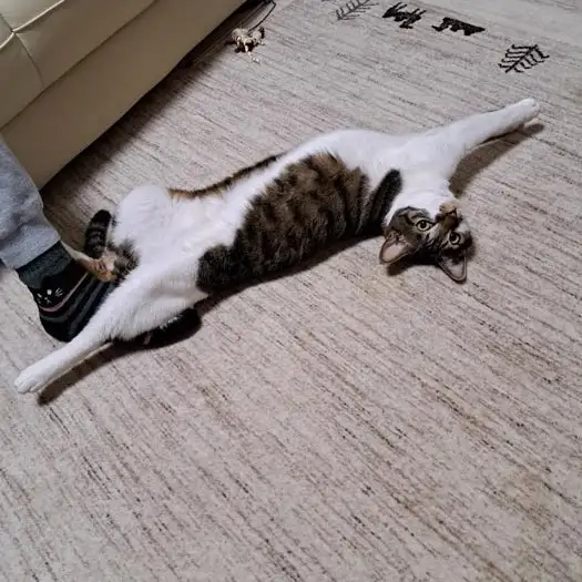 足クセがワルすぎるネコ　　のりさん