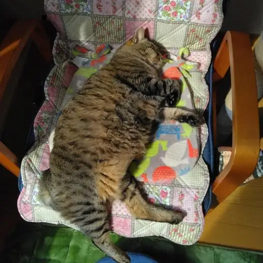 ちょっと太りすぎるネコ　　うめおかんさん