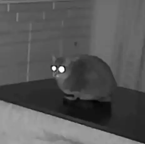 ねこ？？？？？すぎるネコ　　ふじなわさん