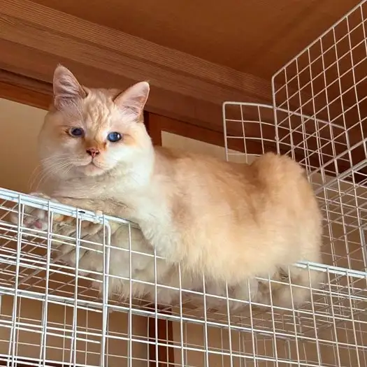 たるみすぎるネコ　　にゃーさん