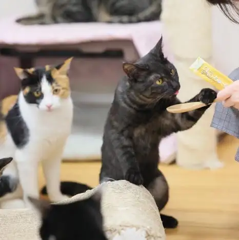 試食で粘りすぎるネコ　　nanonya.Akiさん