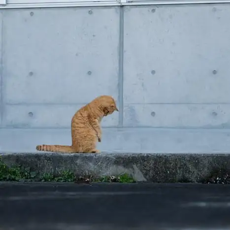 立ち止まって考えすぎるネコ　　おげんちゃんさん