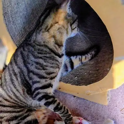 猫踏んじゃったすぎるネコ　　油猫丸さん