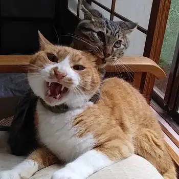 じゃれすぎるこネコ　　ゆきねこさん