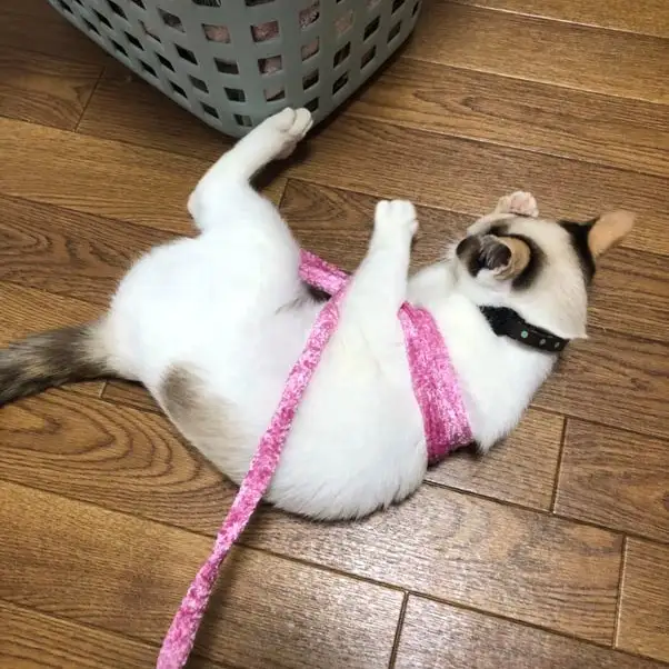 からまりすぎるネコ　　ちょもさん