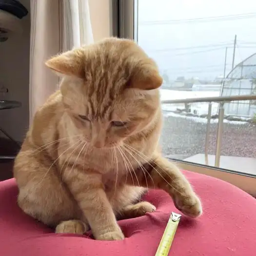 あ！ちょっと出過ぎ！几帳面すぎるネコ　　トラのハナさん