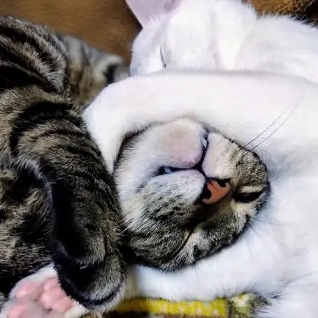 ヘッドロックでいいかなあ、いいいともおすぎるネコ　　油猫丸さん