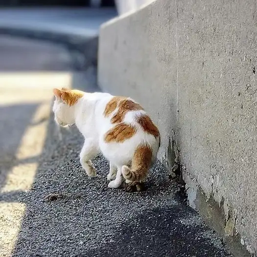 人目をはばからなさすぎるネコ　　油猫丸さん