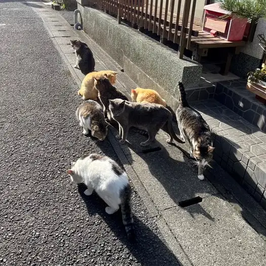 もち投げを待ちすぎるネコ　　おおしまちいきねこさん