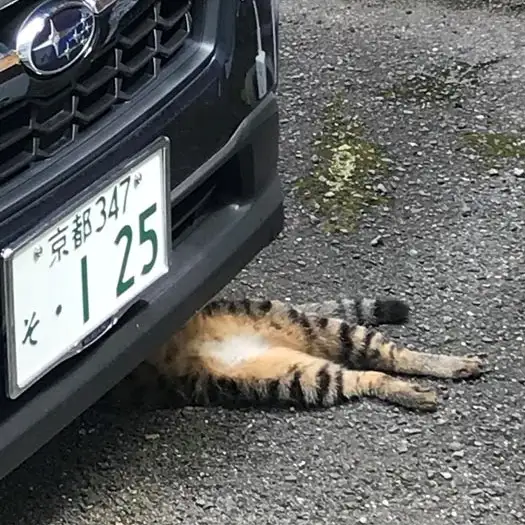 危険すぎるネコ　　ひろちゃんさん