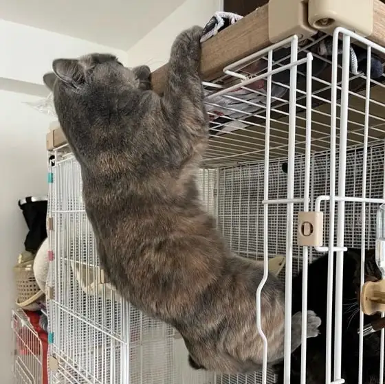 懸垂のフォームが良すぎるネコ　　Ｙｏｕｎｅｋｏさん