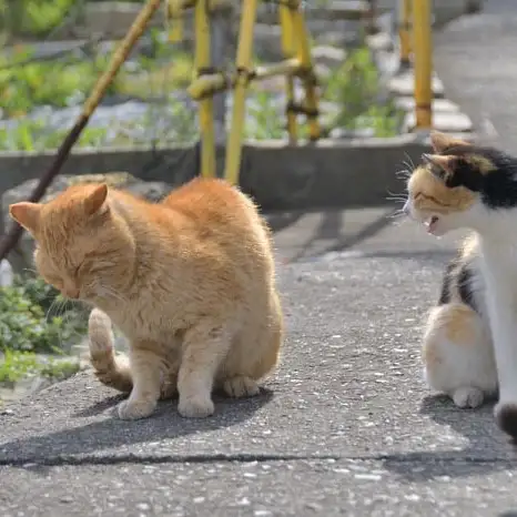 カカア天下すぎるネコ　　ままめろんさん