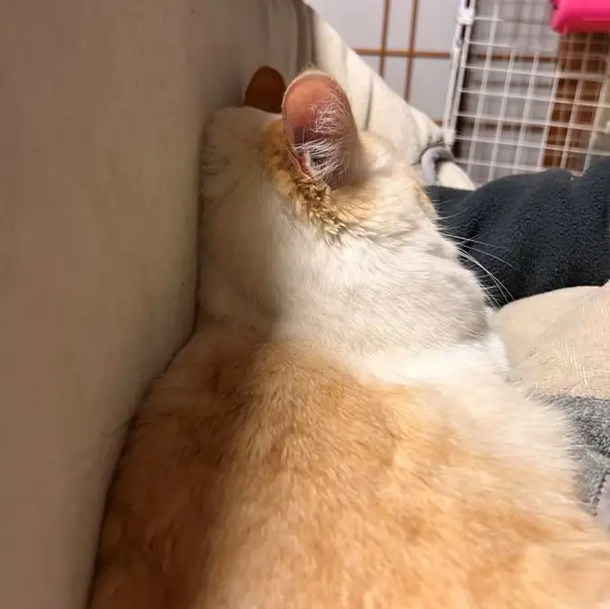 ゼッペキすぎるネコ　　にゃーさん