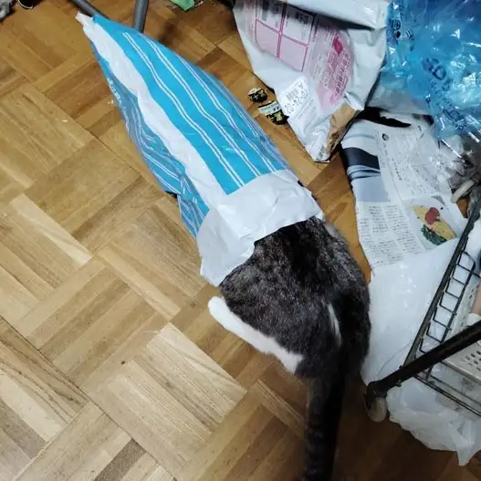 烏帽子すぎるネコ　　しゅんさん