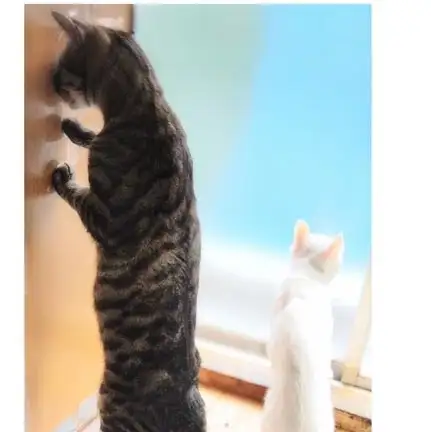 鼻先収納シンデレラフィットすぎるネコ　　油猫丸さん