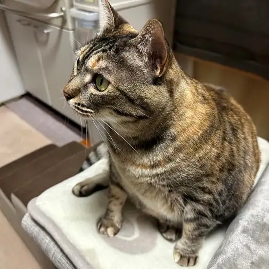真剣すぎるネコ　　猫ちゃんさん