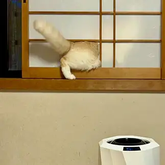 リアル通りぬけフープすぎるネコ　　にゃーさん