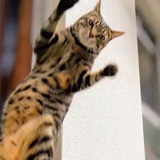 呼ばれて飛び出てジャジャジャーンすぎるネコ　　油猫丸さん