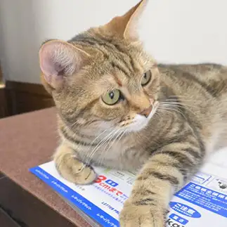 体重を気にしすぎるネコ　　１号２号さん