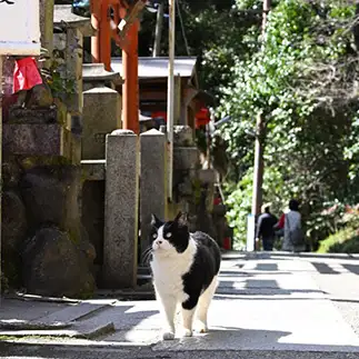 足腰気を付けなきゃ！すぎるネコ　　仙城 彩漓さん