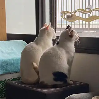 良い１日でしたね～そうだね～すぎるネコ　　丸見さん
