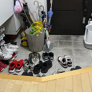 くつ、ですか?すぎるネコ　　えいこ8さん