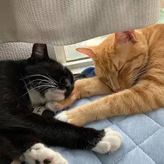お兄ちゃんの手まくらでぐっすりすぎるネコ　　banmamiさん