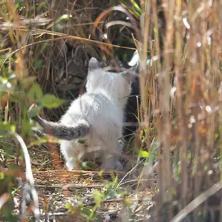 小さな冒険家すぎるネコ　　黒猫カレンさん