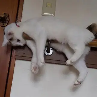 ドキすぎるネコ　　ネネさん