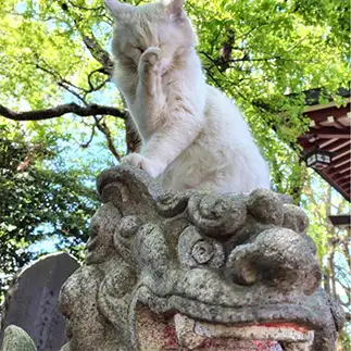 狛犬様に一生のお願いをしすぎるネコ　　白山さん