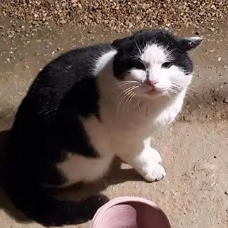 センター分けすぎるネコ　　あゆにゃんこパーティーさん