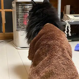安全なストーブとの距離感を知りすぎるネコ　　グロスケさん