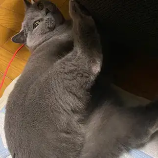 セクシーすぎるネコ　　ぶりぶりざえもんさん