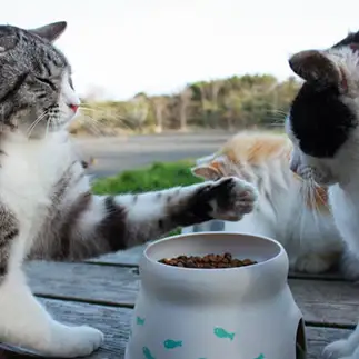 猫パンチしたのに弱気すぎるネコ　　おいにゃんさん