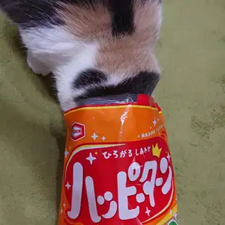 ハッピーターンが気になりすぎるネコ　　なつさん