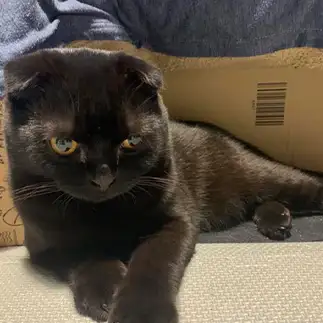 色っぽすぎるネコ　　りのぜきさん