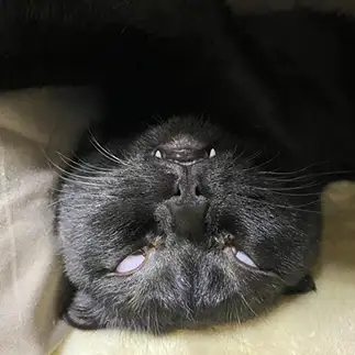 ホラーすぎるネコ　　りのぜきさん