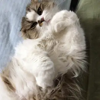 あざとすぎるネコ　　けだまっこさん